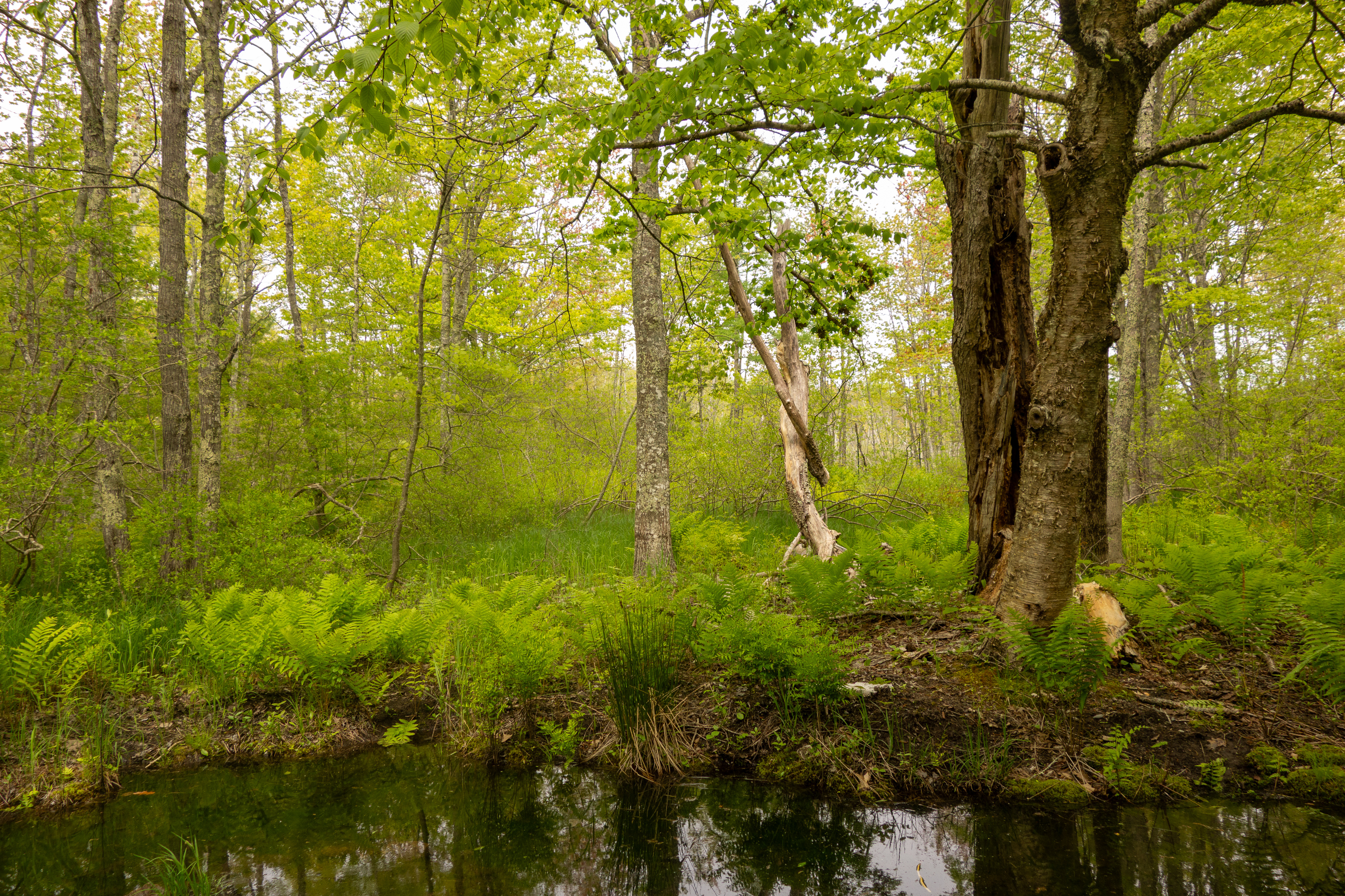 Lost Woods Lost Woods